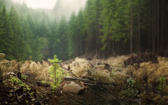 A misty alpine forest